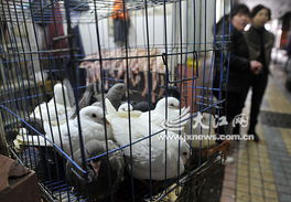 南昌雞肉價跌如青菜 禽流感陰云下的江西養殖業大考