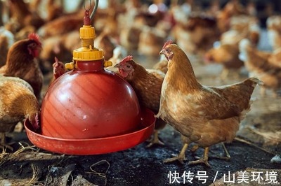 科技除臭，綠色養殖 豬糞雞糞有機肥與家禽養殖環境的一體化解決方案