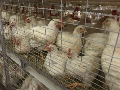 鑫眾農牧 年出欄肉雞600萬羽，產業鏈深度合作驅動降本增效