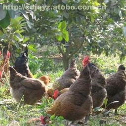 碭山草蘆花家禽熱銷中 優質供應商成東養殖合作社與阿土伯網攜手促銷